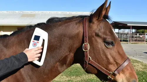 Equine Microchip Implanter